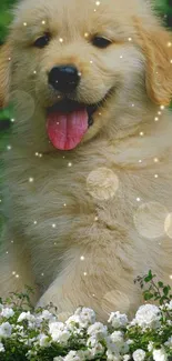 Fluffy golden retriever puppy with white flowers.