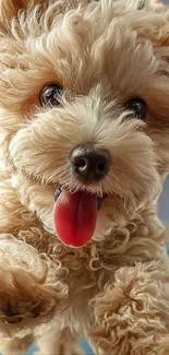 Fluffy, adorable puppy with a vibrant fur coat against a bright blue sky.