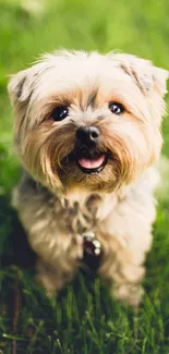 Cute Yorkshire Terrier puppy on lush green grass, perfect for mobile wallpaper.