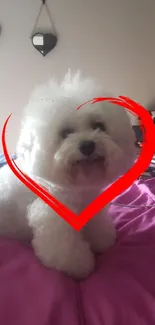 Fluffy white puppy with red heart frame, cozy on a purple bedspread.