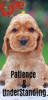 Cute puppy with inspiring patience text.