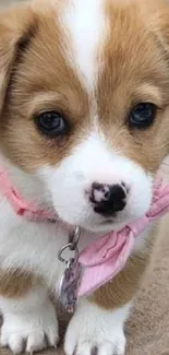 Adorable puppy with pink bandana sitting outside, perfect for wallpapers.