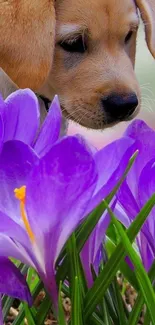 Puppy sniffing purple flowers in a vibrant setting.