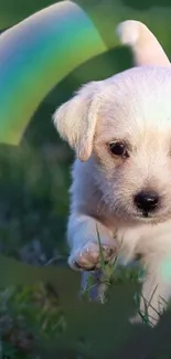 Cute puppy running on grass with a rainbow in the background.