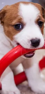 Cute puppy with red toy, perfect for a cheerful mobile wallpaper.