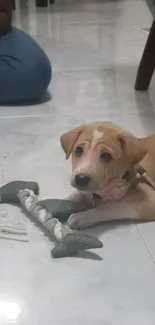 Cute puppy lying on tiled floor with toy in mouth.