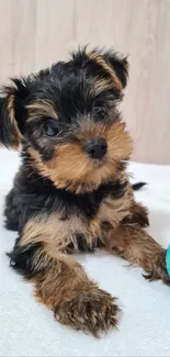 Adorable puppy with a turquoise ball on a bed.