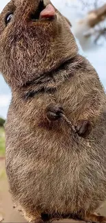 Close-up of an adorable quokka in nature, perfect for mobile wallpaper.