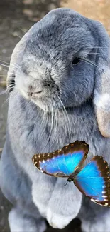 A fluffy gray bunny with a blue butterfly on its nose.