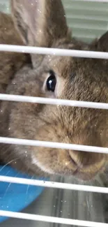 Cute brown rabbit peeking through cage bars, creating a charming wallpaper.