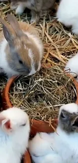 A group of fluffy bunnies eating hay from a bowl.