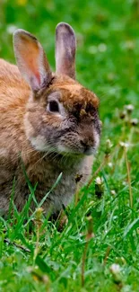 Adorable rabbit sitting in lush green grass.