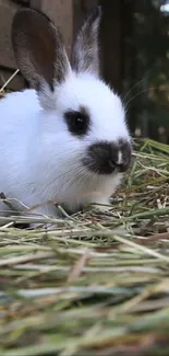 Adorable white rabbit sitting in hay inside a wooden hutch.