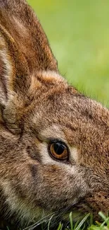 Close-up of a brown rabbit in green grass.