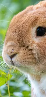 Adorable bunny amidst lush green foliage, perfect for mobile wallpaper.