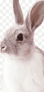 Fluffy gray and white rabbit on transparent background.