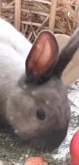 Adorable rabbit in a playful setting with natural elements around.