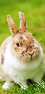 Adorable rabbit sitting in lush green grass.