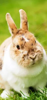 Adorable rabbit sitting on vibrant green grass.