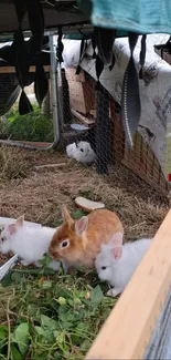 Adorable rabbits in a cozy outdoor enclosure.