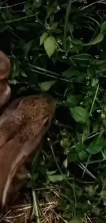 Rabbits nestled in lush green foliage.