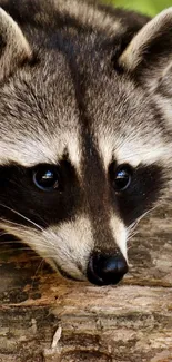 Adorable raccoon in woodland forest on a natural wooden surface.