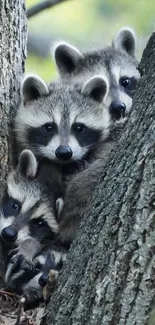 Three raccoons peeking from a tree, perfect for animal wallpaper.