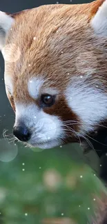 Close-up image of an adorable red panda with snowflakes on a blurred background.