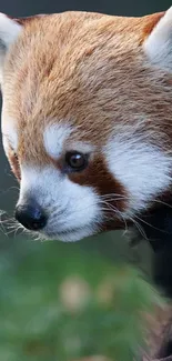 Close-up of an adorable red panda with detailed fur textures.