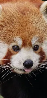 Close-up of an adorable red panda's face with reddish brown fur.