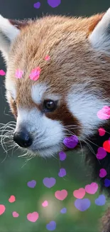 Cute red panda with colorful hearts background.