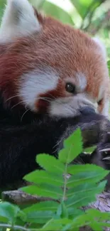 Adorable red panda among green leaves.