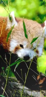 Adorable red panda amidst vibrant green foliage in a natural setting.