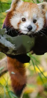 Adorable red panda lounging on a tree branch.