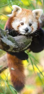 Adorable red panda perched on a tree branch with lush green background.