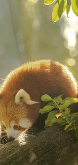 Red panda rests on tree limb amidst sunlit forest.