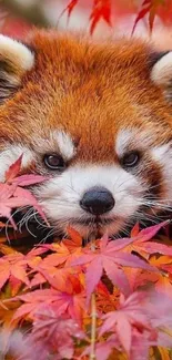 Red panda surrounded by autumn leaves.