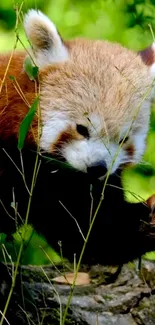 Charming red panda munching on leaves in lush green surroundings.