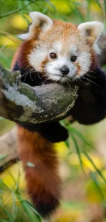 Adorable red panda resting on a tree branch surrounded by bamboo leaves.