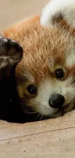 Cute red panda peeking through a wooden hole