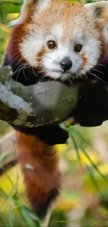 Adorable red panda resting on a tree against a green leafy background.