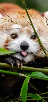 Red panda nestled in green bamboo leaves.