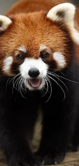 Adorable red panda on a wooden path.