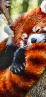 Adorable red panda sleeps on a tree in nature.