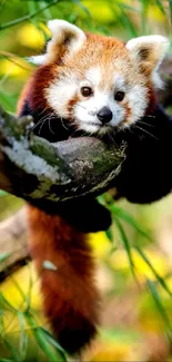 Adorable red panda resting on a tree branch in lush greenery.