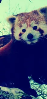 Adorable red panda on a branch in winter setting.