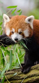 Adorable red panda on a branch with bamboo leaves.