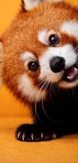 Adorable red panda on orange background.