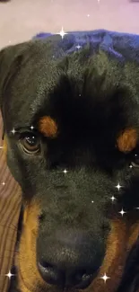 Close-up of an adorable Rottweiler puppy's face, perfect for pet lovers.