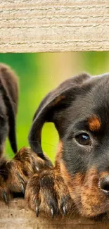 Cute Rottweiler puppies peeking through a fence.